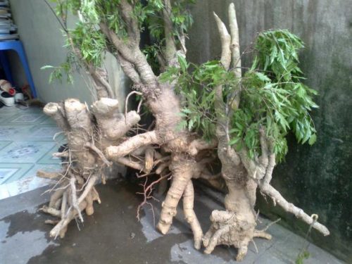 Rễ cây đinh lăng